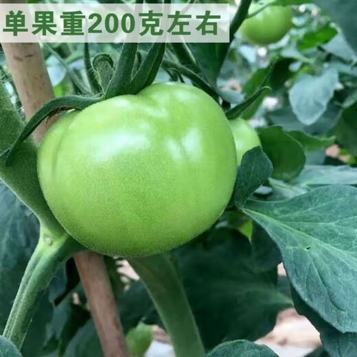 Thieves do not steal green tomato seeds, green tomato seeds, green tomato seeds, high-yield fresh vegetable and fruit seeds in the field, apple green tomato seeds, 3 packs of about 600 capsules