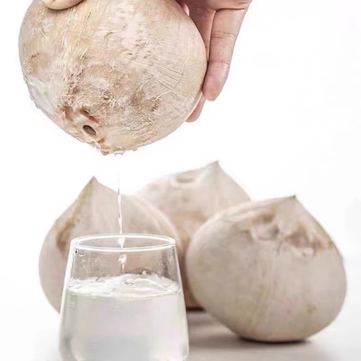 Imported from Thailand, Milk Coconut King Seasonal Dannen Saduo Coconut Fresh Fruit Old Coconut Chicken Soup for Pregnant Women - Jiayao Early adopter 1 pack extra large fruit single fruit 501g-600g (black coconut shell of old tree is normal)