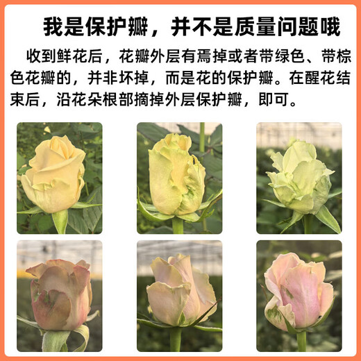 Jingdong Flowers Red Rose Boutique Soilless Culture New Year's Eve Flowers Valentine's Day Red Roses 10 Pack 45CM+ Straight from the Source