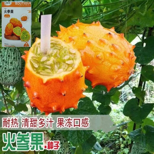 Authentic Fire Ginseng Fruit Seeds, African Honeydew Melon Seeds, Horned Melon Seeds, Mars Fruit Seeds, Sea Cucumber Fruit Special Fruit Seeds, Fire Ginseng Fruit Seeds/pack of about 25 capsules, 1 pack