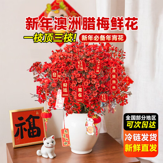 Linya Australian wintersweet flowers hydroponic real flowers New Year's Eve flowers indoor New Year fresh cut flowers festive red 20 stems straight from the source