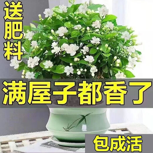 Jasmine seedling potted plant with buds Jiuli Xiang old pile mosquito repellent flower plant indoor strong fragrance blooms in all seasons and easy to grow Large jasmine flowers 4-6 buds are full and pots are not included