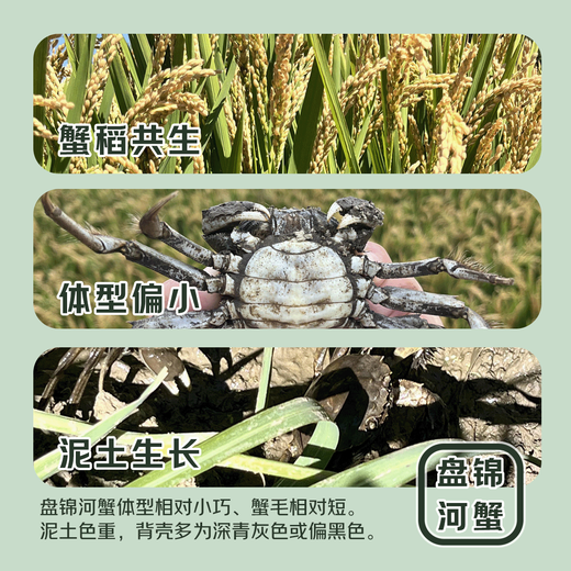 [Living Crab] Panjin River Crab Rice Field Crab River Crab Fresh Live Hairy Crab Gift Box Fat Crab Cordless Net Weight Whole Female Crab 1.8-2.1 Twelve [6]