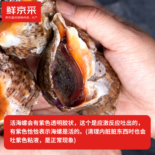 Fresh Jingcai fresh conch, net weight 2Jin Jin is equal to 0.5kg, 5-7 pieces/Jin Jin is equal to 0.5kg, fresh to your home, fresh seafood, straight from the source