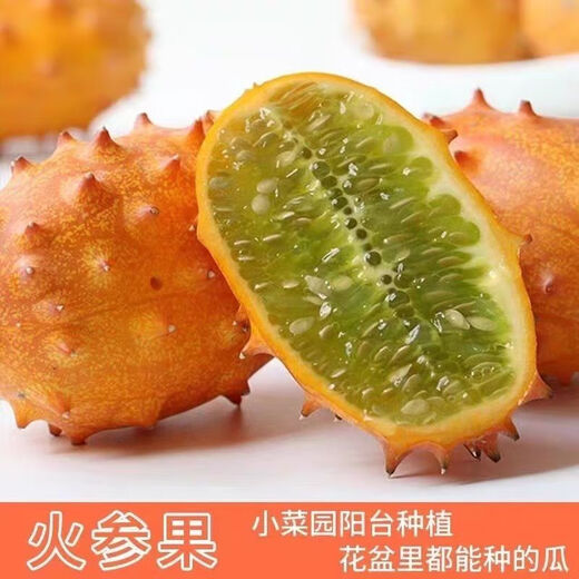 Authentic Fire Ginseng Fruit Seeds, African Honeydew Melon Seeds, Horned Melon Seeds, Mars Fruit Seeds, Sea Cucumber Fruit Special Fruit Seeds, Fire Ginseng Fruit Seeds/pack of about 25 capsules, 1 pack