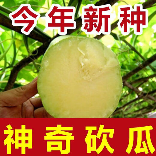 Newly planted this year, magical cucumber seeds for four seasons, pumpkin seeds, climbing vines, melon and fruit seeds, rapeseed seeds with high yield. Magic cucumber seeds/pack, about 6 capsules, 1 pack