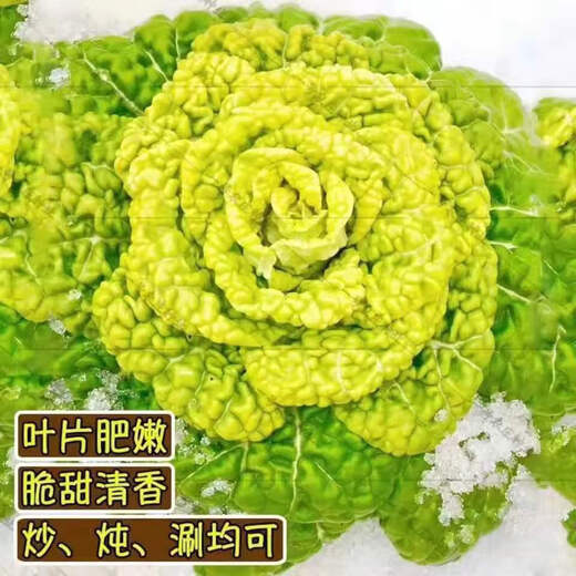 Yellow cabbage seeds are cold- and wet-resistant, chrysanthemum heart cream, yellow cabbage vegetable seeds for garden planting, yellow cabbage seeds, buy two packs, get one free, about 3,000 grains