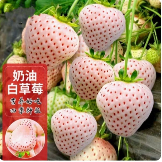 Creamy White Strawberry Seeds Four Seasons White Strawberry Seeds Vegetable Seeds and Beauty Home Potted Balcony Planting Creamy White Strawberry Seeds/Pack About 100 capsules 5 packs
