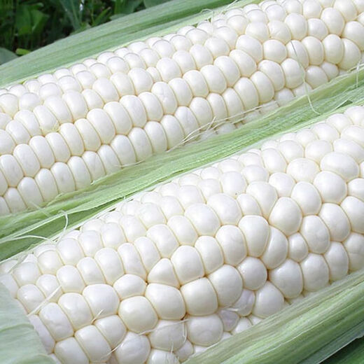 【国审】玉米种子甜糯玉米种子杂交玉米白玉米国审玉米种子 国审白玉米种子 5包约251粒