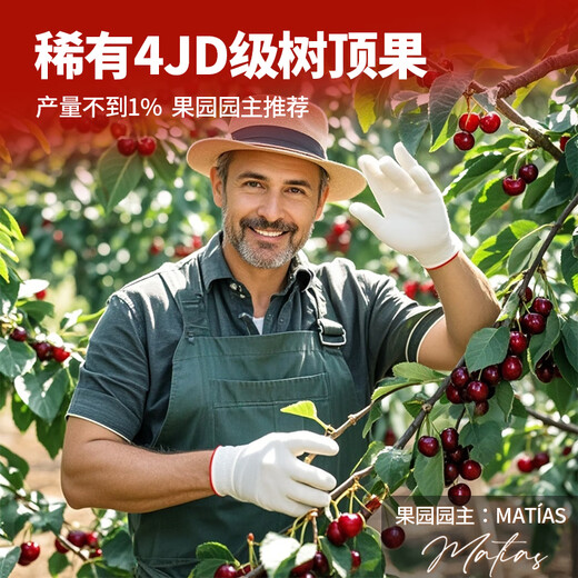 Uncle Sam Chilean cherries JD SF - next-day delivery to many places 4J grade large cherry fruit gift box New Year gift 2Jin Jin equal to 0.5kg (net weight) (cost-effective package) early adopter gift box black diamond level Big Mac 3J 30-32mm