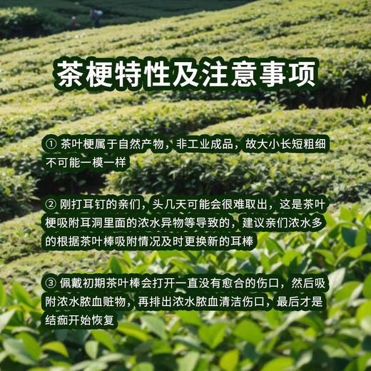 Black tea leaf stem ear sticks for ear piercing, gentle invisible anti-blocking ear needles, students can sleep without removing invisible ear sticks, black tea stem standard style, 30 pieces, small box