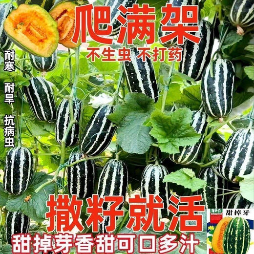 Sweet tooth-dropping rock sugar melon seeds, four-season high-yielding garden balcony potted fruit seeds, rock sugar melon seeds, sweet tooth-dropping seeds/pack of about 100 capsules, 3 packs