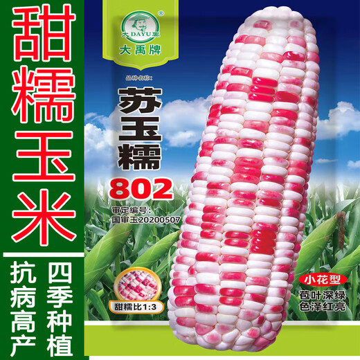 香甜糯玉米种子燕禾金京科糯大穗黏棒子香甜粘水果生吃玉米种籽春 苏玉糯802玉米原包装100克种子