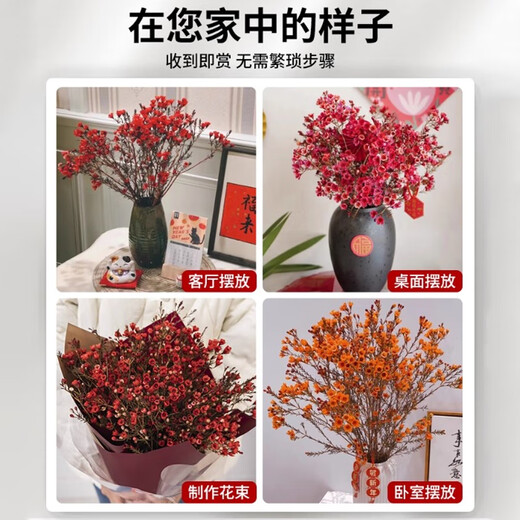 Linya Australian wintersweet flowers hydroponic real flowers New Year's Eve flowers indoor New Year fresh cut flowers festive red 20 stems straight from the source