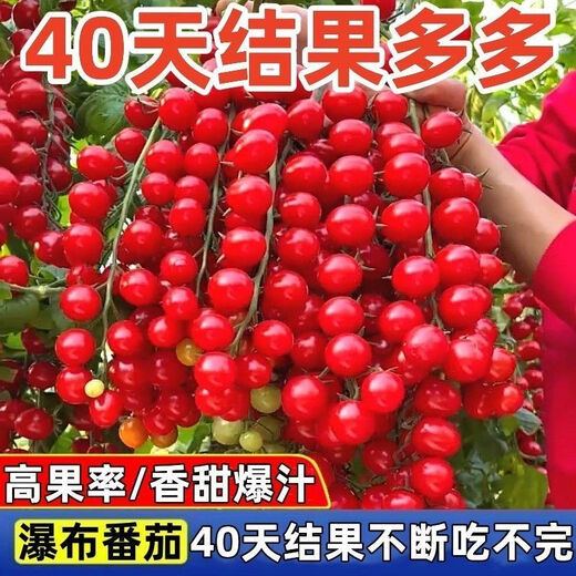 Sweet and juicy waterfall cherry tomato seeds, cherry tomato seeds for sowing potted vegetables in all seasons, red waterfall cherry tomato seeds/pack, about 200 capsules, 5 packs