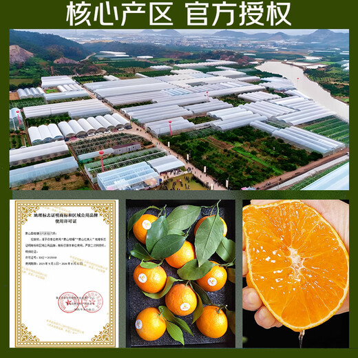 京觅象山红美人柑橘 净重4.5斤 8枚 单果265g+新鲜果冻橙礼盒源头直发