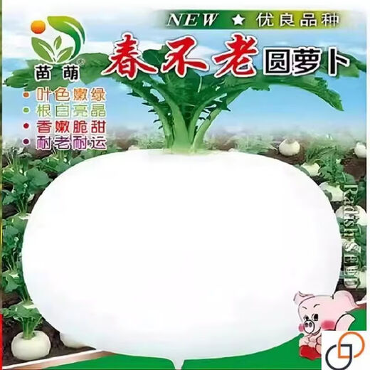 Large round white radish seeds, spring and autumn vegetable seeds, spring everlasting radish, extra large super sweet fruit radish seeds, new seeds this year - spring everlasting white skin, white heart round radish seeds, 5 packs