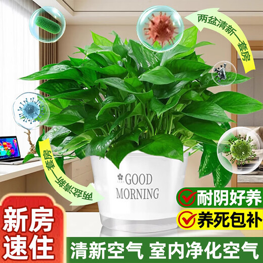 Pangmao green radish indoor potted hydroponic plant green basket long rattan extra large pot living room green plant purifies the air and removes odor 120# good morning white water absorbing basin 1 pot + special fertilizer * 2 + pot