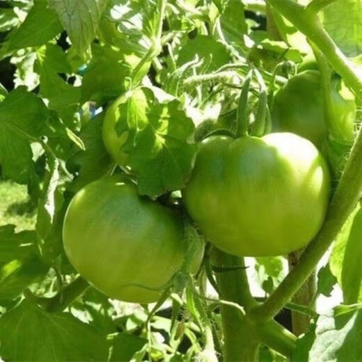 Thieves do not steal green tomato seeds, green tomato seeds, green tomato seeds, high-yield fresh vegetable and fruit seeds in the field, apple green tomato seeds, 3 packs of about 600 capsules
