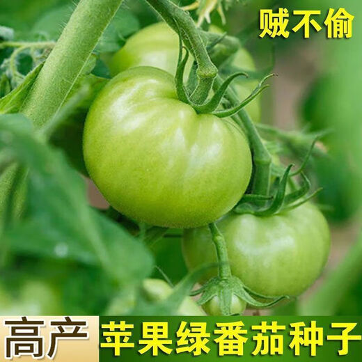 Thieves do not steal green tomato seeds, green tomato seeds, green tomato seeds, high-yield fresh vegetable and fruit seeds in the field, apple green tomato seeds, 3 packs of about 600 capsules