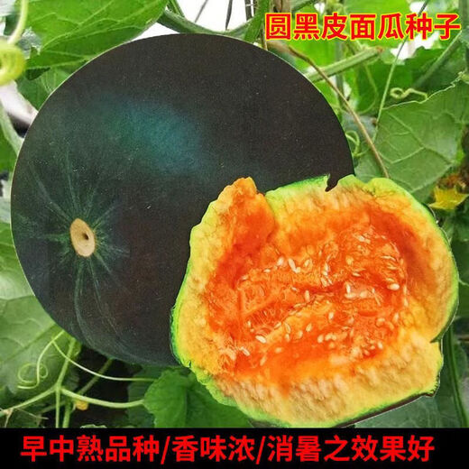 Black-skinned melon seeds, black-skinned sweet melons, large black-skinned melon seeds, cantaloupe seeds for spring sowing, fruits and vegetables, black-skinned melon seeds/pack, about 25 capsules, 1 pack