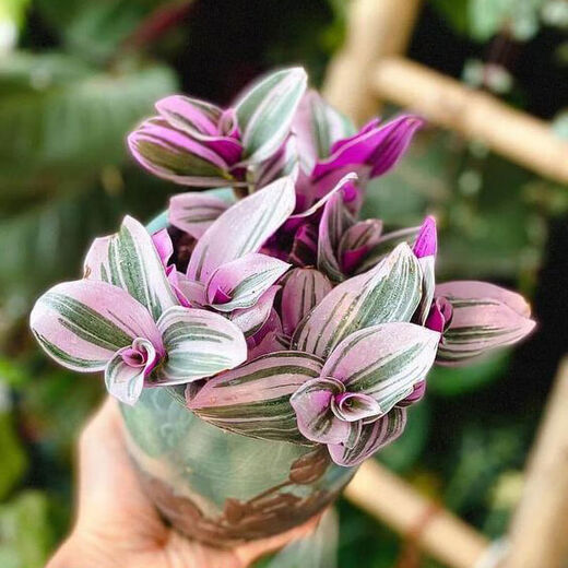 Yusenyi Oil Painting Wedding Ceremony Chlorophytum Potted Green Plants Purify the Air and Absorb Formaldehyde Balcony Good for Indoor Office Garden Oil Painting Chlorophytum 11 Pots Not Included