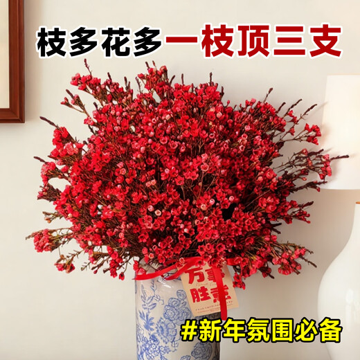 Linya Australian wintersweet flowers hydroponic fresh branches dry branches real flowers New Year's Eve flowers indoor New Year flowers winter winter plum fresh cut flowers Australian wintersweet 8 branches festive red free pendant