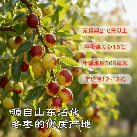 Jingxiansheng Shandong Zhanhua Winter Dates Net weight 4.5Jin Jin is equal to 0.5kg Single fruit 15g+ Fresh fruits are crisp and refreshing straight from the source