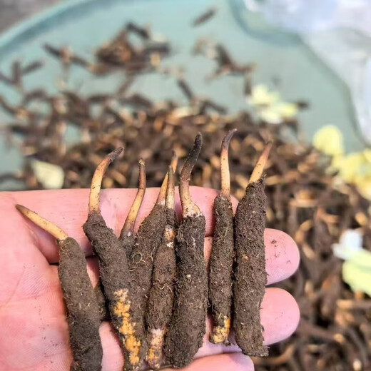 2025 Cordyceps frescos Auténtico Cordyceps fresco de primera fase 1,2 g/raíz Cordyceps fresco auténtico Suplemento de regalo gratuito Más de 1,2 g/raíz Almacenamiento congelado 100 Cordyceps frescos