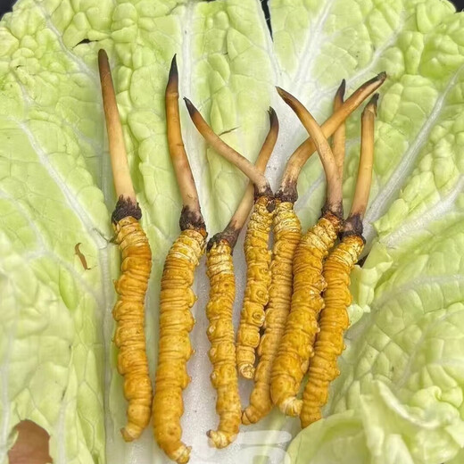 2025 Cordyceps frescos Auténtico Cordyceps fresco de primera fase 1,2 g/raíz Cordyceps fresco auténtico Suplemento de regalo gratuito Más de 1,2 g/raíz Almacenamiento congelado 100 Cordyceps frescos