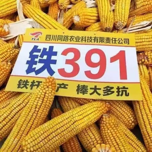 Luodong batch harvest high-yielding corn iron 391 - resistant to waterlogging, mature live rods, large cobs, iron rods with dragon heels, resistant to embroidery disease, 5500 grains