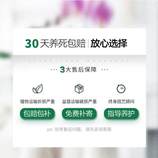 European bud Phalaenopsis potted plant with buds, living room office desktop, good for all seasons, flowers and green plants for opening, fairy pink Phalaenopsis 6 foils, with buds + ceramic flower pots, good with potted plants