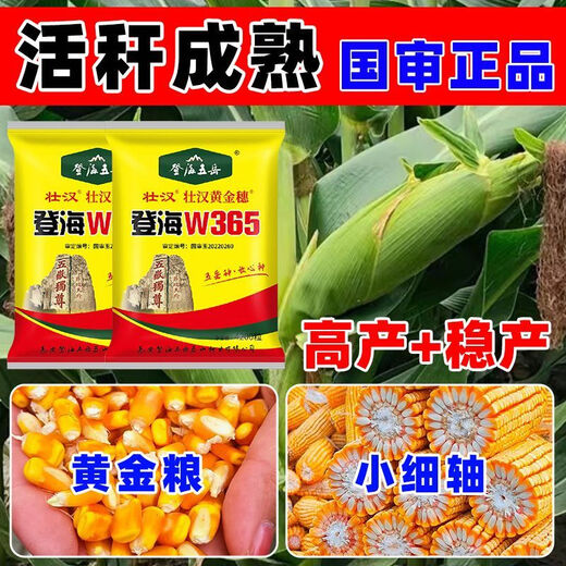 农科院玉米种子矮杆抗倒抗旱稳产双棒国审抗倒活秆熟苞谷种 登海W365【一袋4100粒】
