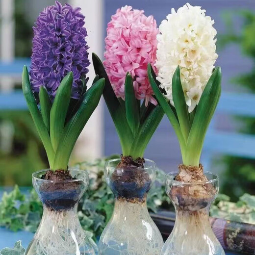 Jingdong Flowers Hyacinth imported from the Netherlands 1/single color vase with buds indoor potted hydroponic green plants flowers straight from the source