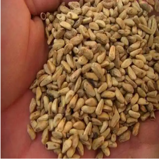 Sweet and crisp pomegranate seeds, pure sweet pomegranate seedlings, cold-resistant balcony garden potted ground planting seeds planted in the south and north, sweet and crisp pomegranate seeds, 3 packs of about 150 grains