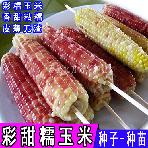 香甜糯玉米种子燕禾金京科糯大穗黏棒子香甜粘水果生吃玉米种籽春 苏玉糯802玉米原包装100克种子