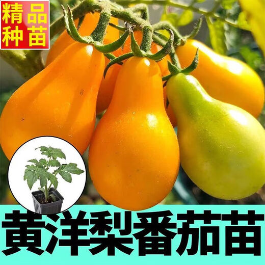 Red pear, yellow pear, cherry tomato seedlings, tomato cherry tomato seeds, four-season potted plants, balcony courtyard, 3 red pear + yellow pear tomato seedlings each