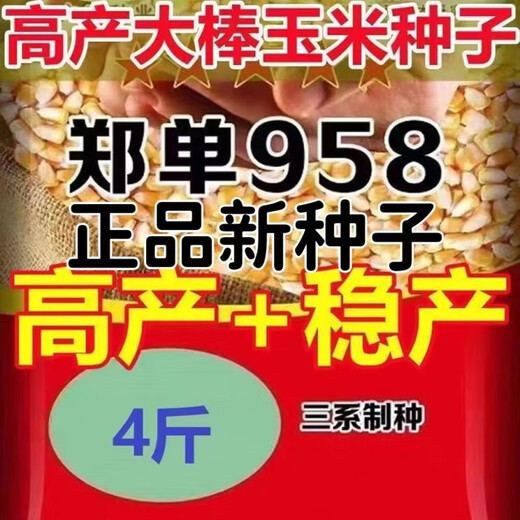 High-yielding big-stick corn seed Zhengdan 958 new seed long-grained short-stem lodging-resistant corn seed cultivated by the Academy of Agricultural Sciences National Approval Zhengdan 958 Original 4Jin Jin equals 0.5 kg