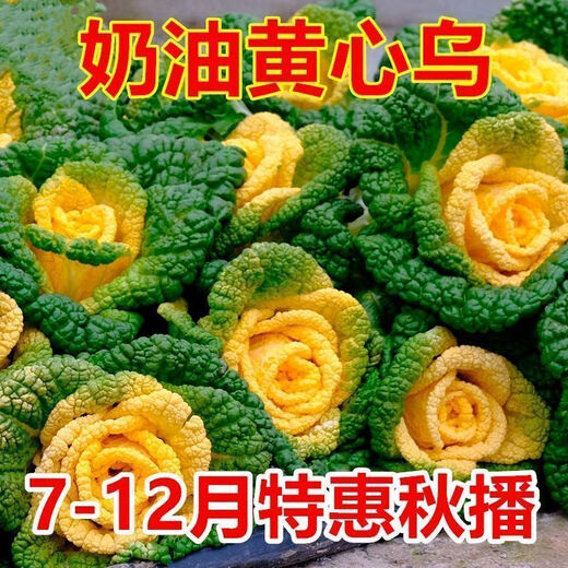 Yellow cabbage seeds are cold- and wet-resistant, chrysanthemum heart cream, yellow cabbage vegetable seeds for garden planting, yellow cabbage seeds, buy two packs, get one free, about 3,000 grains