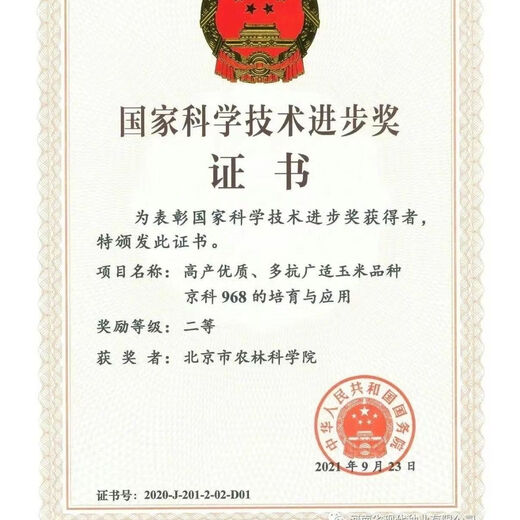 Suiyiman Yunnan-Guizhou-Sichuan high-yielding corn Jingke 968 low-stem big stick high-yielding resistance to lodging and rust disease dual-purpose grain and feed can be stored as green storage 1 bag 4000 grains