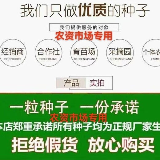 Ziyu 117 lodging-resistant short-stem hybrid high-yielding corn seeds for field sowing in spring and summer with white shafts one pack original