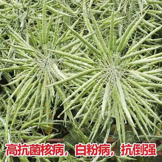 Qinyou No. 10 rapeseed black oil, black seed, short stem, high oil yield, genuine product, high cold resistance and lodging resistance Qinyou No. 10 seeds, 1 pack about 80 grams