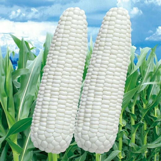 【国审】玉米种子甜糯玉米种子杂交玉米白玉米国审玉米种子 国审白玉米种子 5包约251粒