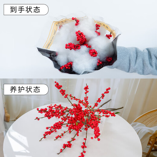 Jingdong flowers imported holly (40-45CM) cut 3 branches free hanging card red fruit flowers interior decoration flowers straight from the source