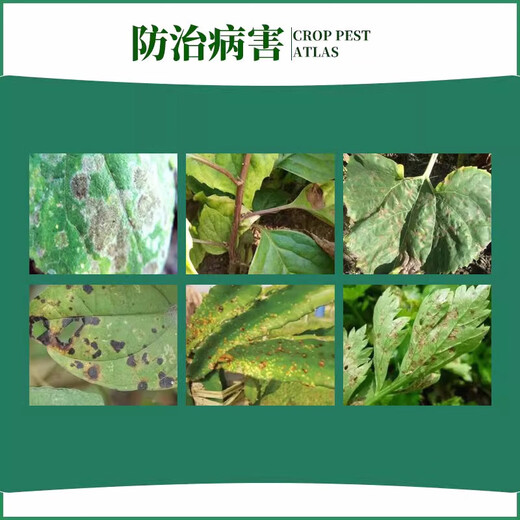 Pyraclostrobin 30% pyraclostrobin bacterial resin downy mildew powdery mildew anthracnose leaf spot rice blast fungicide 1000g*1 bottle