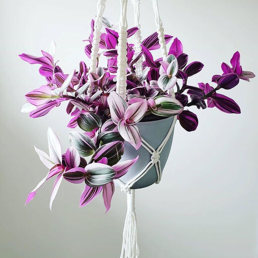 Yusenyi Oil Painting Wedding Ceremony Chlorophytum Potted Green Plants Purify the Air and Absorb Formaldehyde Balcony Good for Indoor Office Garden Oil Painting Chlorophytum 11 Pots Not Included