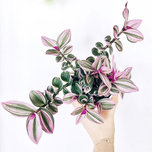 Yusenyi Oil Painting Wedding Ceremony Chlorophytum Potted Green Plants Purify the Air and Absorb Formaldehyde Balcony Good for Indoor Office Garden Oil Painting Chlorophytum 11 Pots Not Included