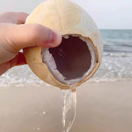 Imported from Thailand, Milk Coconut King Seasonal Dannen Saduo Coconut Fresh Fruit Old Coconut Chicken Soup for Pregnant Women - Jiayao Early adopter 1 pack extra large fruit single fruit 501g-600g (black coconut shell of old tree is normal)