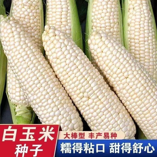 【国审】玉米种子甜糯玉米种子杂交玉米白玉米国审玉米种子 国审白玉米种子 5包约251粒