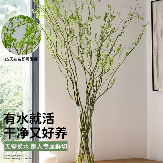 Dragon Willow Fresh Branches Hydroponic Plant Snow Willow Dried Branches with Buds and Willow Branches Living Room Green Plants and Flowers Indoor Potted Plants Easy to Grow Dragon Willow Fresh Branches 60cm High 10 Branches Pruned and Delivered + Nutrient Solution